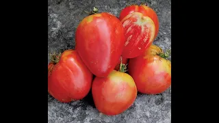 Мясистые,сладкие и сочные сорта томатов с великолепным вкусом, который год сажаю на своей даче! Ч.3.