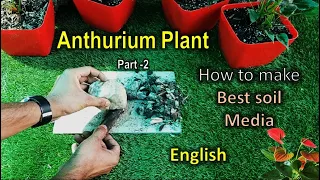 How to make best soil mix for Anthurium Plant