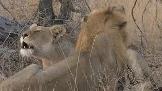 SafariLive Aug 05- Stunning lion roaring and Nkuhuma Amber is lactating!!!
