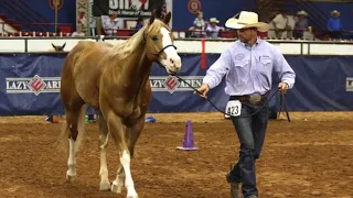 2018 Zoetis AQHA Versatility Ranch Horse All-Around Open World Champion