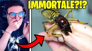 10 ANIMALI IMMORTALI!!