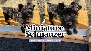 The MINIATURE SCHNAUZER | Everything You Need to Know | What's It Like To Own A Schnauzer