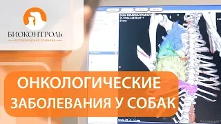 Онкология у собак. 🐶Что нужно знать хозяину собаки об онкологических заболеваниях?