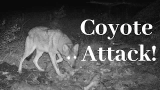 Coyote Attacks Bear in My Yard!