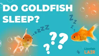 Do Goldfish Sleep and How Do They Sleep?