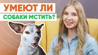 Умеют ли собаки мстить?