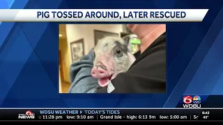 Pig thrown like football during parades has been rescued