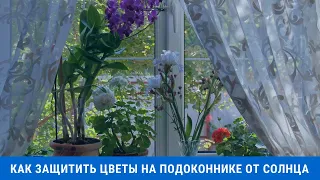 Как защитить цветы на подоконнике от солнца?