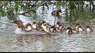 ⑤すくすく育て　カワアイサのヒヨコ本流で逞しく