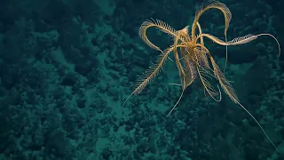 Feather Star Freestyles Into Our Hearts  | Nautilus Live