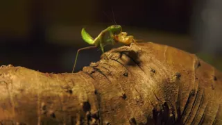 Giant Rain Forest Praying Mantis Feeding - Hierodula majuscula