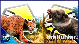 DIAMOND Javelina with the recurve + diamond bobcat on Rancho del Arroyo - theHunter Call of the Wild