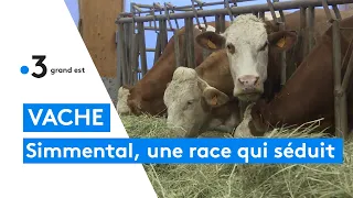 La Simmental, une vache qui séduit les élevages de Haute-Marne