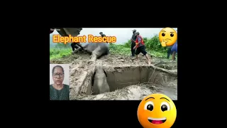 Elephant Rescue I #shorts I #radiantreaction I Reaction Video