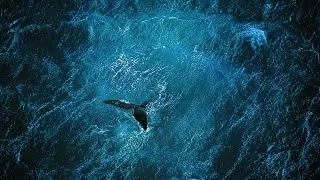 Planet Ocean [DE] - der Film (Yann Arthus-Bertrand & Michael Pitiot)