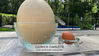 Ostrich Egg Omelette