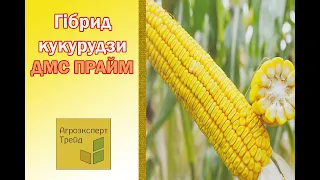 Кукурудза ДМС Прайм 🌽 - опис гібрида 🌽