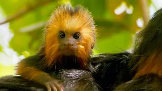 Baby Tamarin Tries to Escape Ocelot | Big Little Journeys | BBC Earth