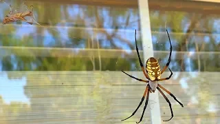 Spider Eats Grasshopper in Texas