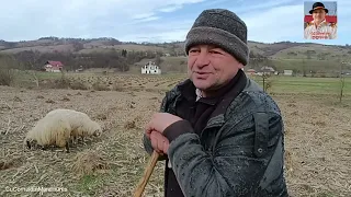 Proprietar de oi povestește cum lupul a luat 10 oi