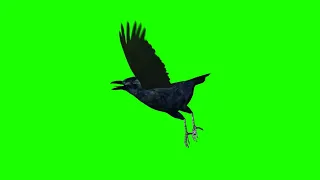 Crow Flying Green Screen