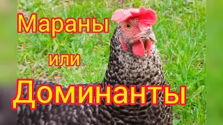 Какую породу кур выбрать? Доминанты или мараны? 🐔🐔🐔