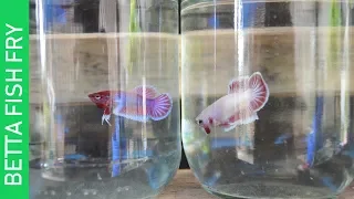 How to prevent BETTA fry from DYING ( COMPLETE PROCESS )
