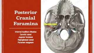 Foramina of the Skull and the Carotid Canal