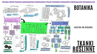 Tkanki roślinne | Budowa i funkcje tkanek roślinnych | Botanika | Darmowe korepetycje z biologii