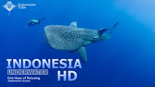 Underwater Indonesia | One Hour | Relaxation | Whale Sharks | Manta Rays | Coral Reefs