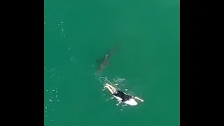 Chilling footage shows 1.5 metre great white shark stalking a professional surfer