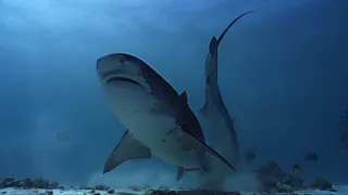 Scuba diving FUVAHMULAH -  the Tigershark Island  (4K, Panasonic Lumix GH6)