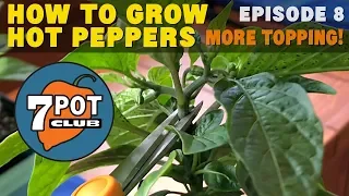 Topping Hot Pepper Plants – May Update