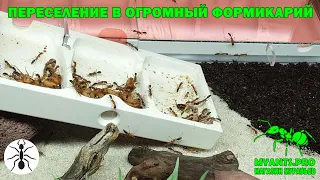 Settling ants in a huge formicarium