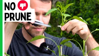 This Is Why We DON'T Prune Pepper Plants (Anymore)