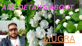 INFORMATIVE VIDEO ABOUT MOGRA(JASMINE) PLANT