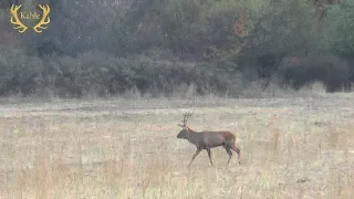 Faszinierende Hirschbrunft in Bulgarien!