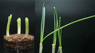 Growing Green Onion Time Lapse - How To Regrow Onion