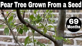 How to Grow Pear Trees from Seed - Month 69 Update