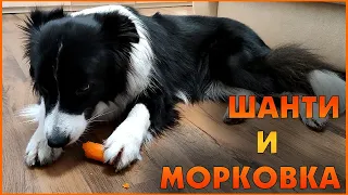 Бордер-колли Шанти и вкусная морковка