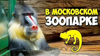 Московский зоопарк - билеты, цены и многое другое / Зоопарк после пандемии