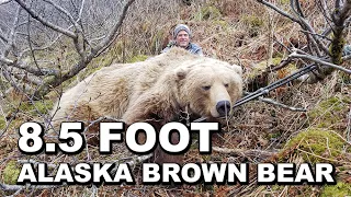 Alaska Peninsula Brown Bear Hunt - Spring 2021 - BEAUTIFUL BLOND 8.5 FOOT BOAR