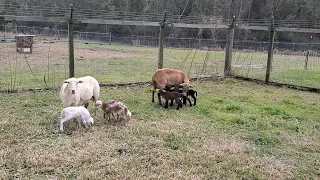 Ear Tagging Triplet Lambs