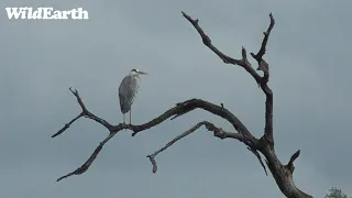 WildEarth - Sunrise  Safari - 08 Feb 2023