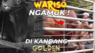 BEGINI K3G4NASAN WARISO DIDEPAN GOLDEN !