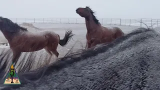 Horses In a Blizzard