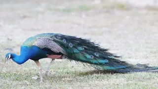 See how this beautiful bird using its tails to defend itself