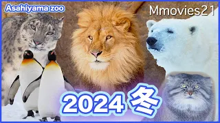 The Penguin Walk, Animals in snow at Asahiyama zoo,winter 2024