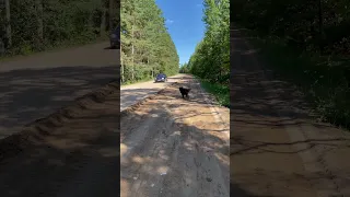 Собачка встречает хозяина в лесу 😍