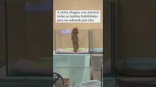 Vídeos Engraçados para status | Memes cachorro fofo | FUNNY pets